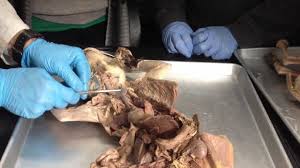 We did not find results for: Anatomy Of Cat S Digestive System Urinary System Youtube