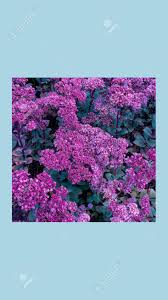 Check spelling or type a new query. Fashion Aesthetic Wallpaper Phone Bloom Purple Flowers Background Stock Photo Picture And Royalty Free Image Image 148851629