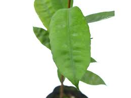 Image result for Melicoccus