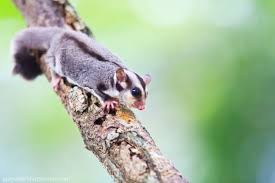 Sugar Glider Facts For Kids Information With Pictures Video