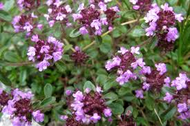 Contin ulei volatil, substante amare, tanin si zaharuri. De Ce Este Numit CimbriÈorul Antibioticul SÄracilor Paradis Verde