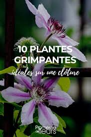 10 Plantes Grimpantes Ideales Sur Des Clotures En 2020 Plante Grimpante Fleur Grimpante Plante