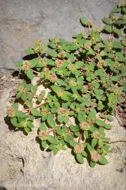 Image result for Euphorbia ophthalmica