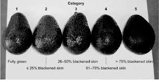 Image result for Light Avocado 1983 Fedders