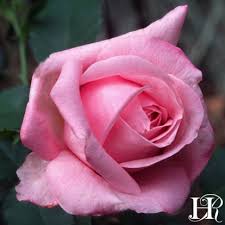 Maybe you would like to learn more about one of these? Belinda S Dream Rose Shrub Moderately Fragrant