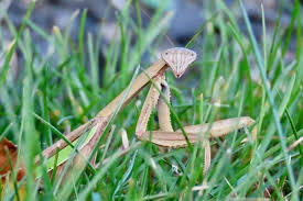 And since they are the only insect that can turn their heads side to side at a 180 degree angle, their keen eyesight can detect the slightest movement — up to 60 feet (18 m.) according to some praying mantis information. Praying Mantis Facts Folklore And Hummingbirds The Old Farmer S Almanac