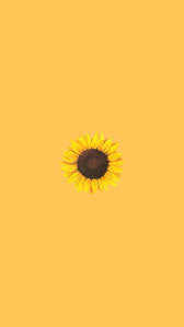 We did not find results for: Sunflower Yellow Wallpapers Top Free Sunflower Yellow Backgrounds Wallpaperaccess