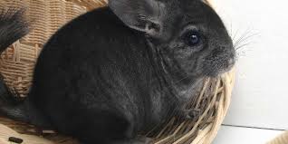 Share these pictures and photos of adorable chinchillas on blogs, forums, and profiles and let everyone know how much you love these terrific pets. Ratgeber Chinchilla Dehner