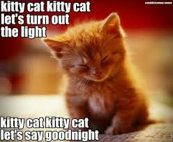 Pin By Janette On Cats With Images Kittens Cutest Cats And Kittens