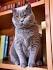 Silver British Shorthair Burmilla Hybrid - Male & Female ...