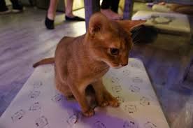Maybe you would like to learn more about one of these? Free Photo Beautiful Cat Cat Feline Kitten Free Download Jooinn
