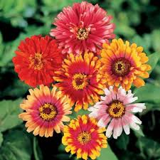 Check spelling or type a new query. Kembang Kertas Bunga Zinnia Awet Cantiknya Urban Garden