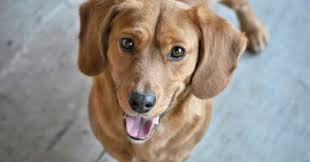 Maybe you would like to learn more about one of these? 100 Arti Mimpi Melihat Anjing Besar Kecil Hitam Menurut Islam Dan Primbon Mimpi Melihat Melahirkan