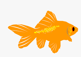 Ikan mas, kartun ikan mas s, hidangan laut, oranye, akuarium png. Ikan Mas Kartun Hd Png Download Transparent Png Image Pngitem