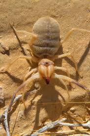 It is a pack animal, good for carrying loads and walking distances. Huntsman Goliath Birdeaters And Camel Spiders What Are The World S Five Biggest Arachnids