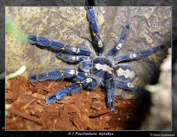 Stattdessen verdankt die vogelspinne ihren alten namen aranae avicularia (vogelähnliche spinne) einem stich von 1705. Poecilotheria Metallica Foto Bild Tiere Haustiere Terraristik Bilder Auf Fotocommunity