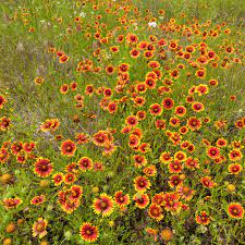 Check spelling or type a new query. Indian Blanket Seeds Gaillardia Pulchella For Butterflies