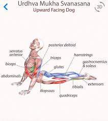 Urdva Mukha Svanasana Upward Facing Dog Exercices De Yoga Anatomie Des Muscles Exercices De Fitness