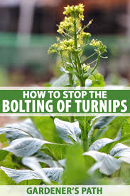 More images for how to grow turnip greens » How To Stop Turnips From Bolting And Going To Seed Gardener S Path