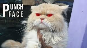 British longhair cat presents by cat productive from flipkart.com. Persian Cat Kitten Cats Market Snow White Kitten For Sale Price Update At Bird Market Multan Youtube