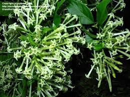 Plantfiles Pictures Night Blooming Jasmine Night Scented Jessamine Queen Of The Night Cestrum Nocturnum By Xplorer Bloom Plants Gardening Tips
