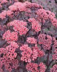 Sedum Hybride Karfunkelstein Hohe Fetthenne Bepflanzung Fetthenne Rosa Garten