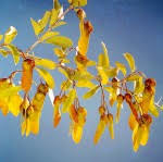 Image result for Securidaca longepedunculata