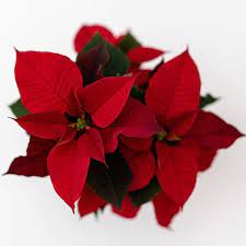 Another View Of Those Poinsettias Happy Saturday Mellysflower Happy Saturday Diy Style Poinsettia