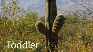 The saguaro cactus (carnegiea gigantea) is one of the defining plants of the sonoran desert. 8 Things You Might Not Know About The Saguaro Cactus