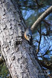 Male nuthatch finds hole in red oak tree. Red Breasted Nuthatch Collecting Pine Sap For Nest Photograph By Rose De Dan