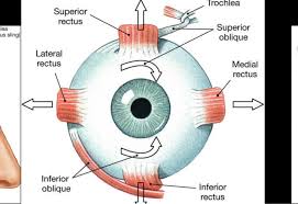 Eye Movements Eye Muscles Movement Muscles For Eye