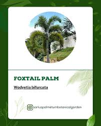 Image result for Wodyetia