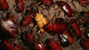 Check spelling or type a new query. Cockroaches The Insect We Re Programmed To Fear Bbc Future