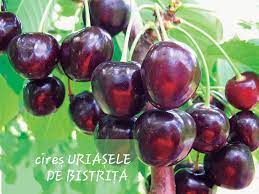 Pomul are o coroană piramidală, specifică și înflorește la sfârșitul epocii de înflorirea a cireșului, cu flori mari, de culoare albă. CireÈ™ UriaÈ™ele De BistriÈ›a Pepiniera Berzoi Savinesti Pomi Fructiferi Direct De La Producator In Cantitati Mari