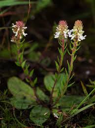 Image result for Aeollanthus