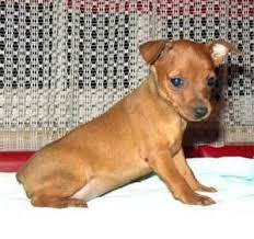 Pin Em Pinscher Miniatura