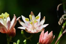 Image result for Illigera