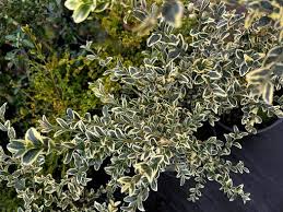 Image result for Buxus