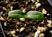 Image result for Gomphocarpus kaessneri