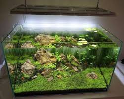 55 Wondrous Aquarium Design Ideas For Your Extraordinary Home Decoration Aquarium Decoration Design Home Interior H Akvaryum Evcil Hayvanlar Hayvanlar