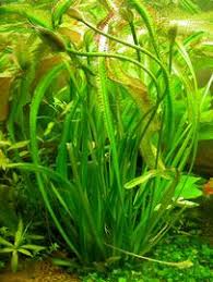 Image result for Ottelia exserta