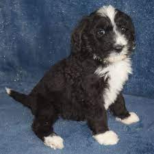They will be ckc registered. Bernedoodles Bernese Mountain Dogs Of The Open Prairie Hello Our Name S Are Willard Edna And We Live Bernese Mountain Dog Mountain Dogs Bernedoodle Puppy