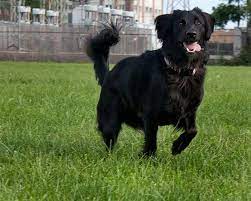 Golden retriever and labrador retriever. Black Lab Golden Retriever Mix Retriever Mix Black Golden Retriever Golden Retriever Mix
