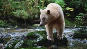 Watch Planet Earth III Streaming Online | Hulu