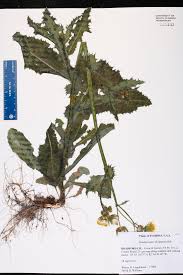 Image result for Sonchus asper