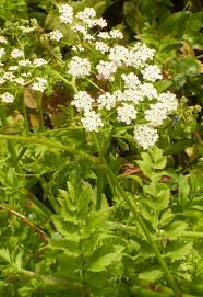 Image result for Berula erecta