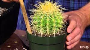 My cactus is about 17 years old, and just over 14 inches tall. How To Repot Cacti Succulents Jeff Pavlat Central Texas Gardener Youtube
