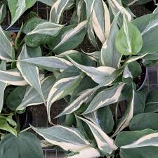 4 Rio Philodendron Sport Of Brazil Philodendron Gabriella Plants Philodendron Plants Pretty Plants