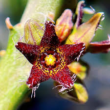 Image result for Tridentea marientalensis