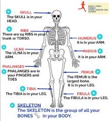 The second metatarsal bone is the longest. Bones2 1st Grade By Primerasleonor On Genially